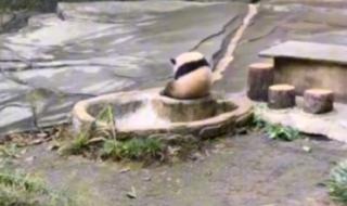 爱爱爱爱中国好声音 爱爱爱爱中国好声音